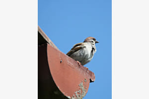 Spatz Spatz