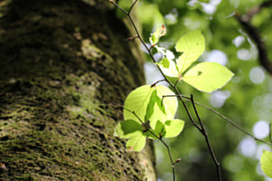 Wald Blick Wald Blick