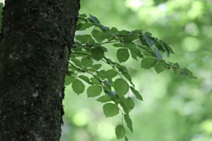 Ruhe im Wald