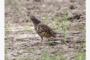 Misteldrossel Misteldrossel