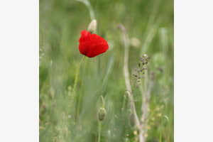 Mohn still im wind