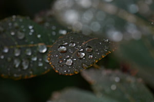 Lotuseffekt