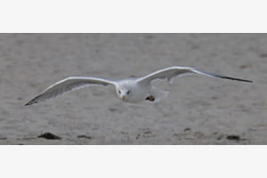 Silberwöwe im Anflug