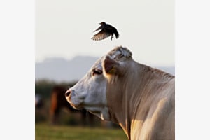 Kuh mit Vogel