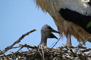 Storch Nachwuchs 