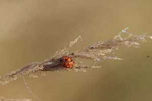 Marienkäfer im Tau Marienkäfer im Tau