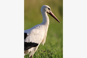 Weissstorch 