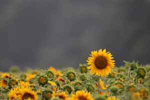 Sonnenblumenfeld 