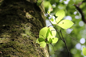 Im Wald 