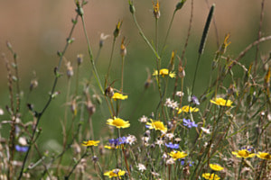 Blumenwiese 