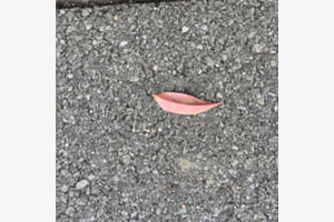 Das Blatt Das Blatt