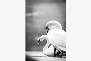 Harmony.