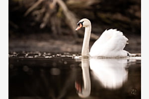 reflection. reflection.