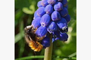 Hummel