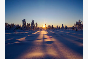 Forest im Winter Forest im Winter