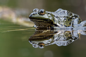 Wasserfrosch