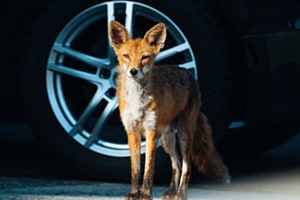 Stadtfuchs Stadtfuchs