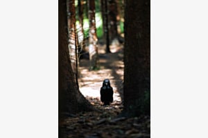 Crow Vader