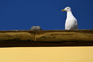 Il gabbiano Il gabbiano