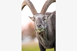 "Tierisch gut" "Tierisch gut"