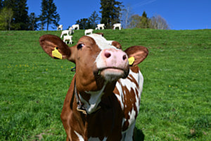 Cow Cow