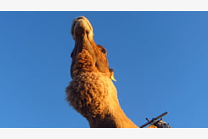 Camel