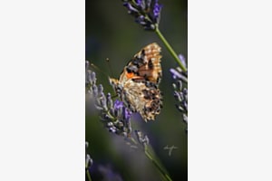 Distelfalter auf Lavendel in Kroatien