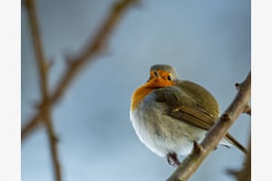 Vom Chuchifänster us.. Vom Chuchifänster us..
