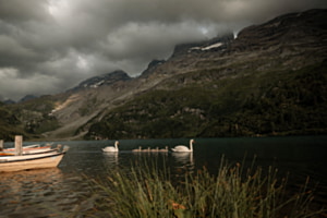Schwanenfamilie am Engstlensee