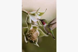 Kolibri trifft auf Himbeerblüte