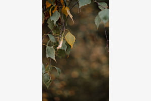 Herbstblätter