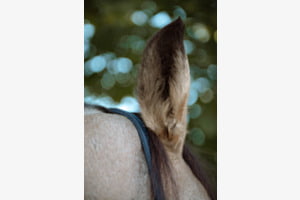 Pferdeohr