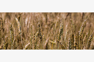Kornfeld in der Mittagshitze Kornfeld in der Mittagshitze