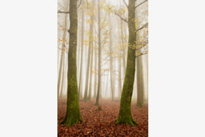 Herbstwald