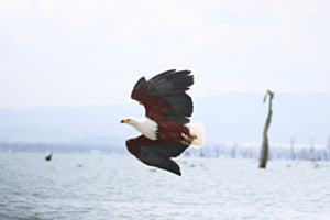 Master of the Sky Master of the Sky