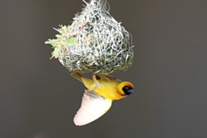 genialer Nestbauer: Maskenweber genialer Nestbauer: Maskenweber