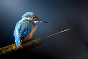 Blaue Stille