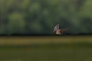 Rauchschwalbe