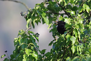 Amsel