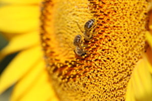 Fleissige Bienchen...