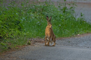 Streetbunny