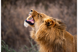 Der König der Tiere Der König der Tiere