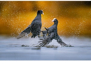 Duell auf dem Wasser Duell auf dem Wasser