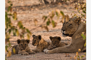 Familie Familie