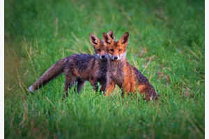 Fuchsgeschwister Fuchsgeschwister