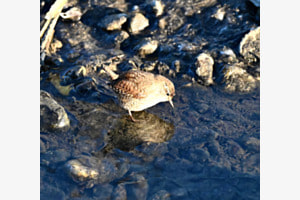 Spiegelbild Spiegelbild