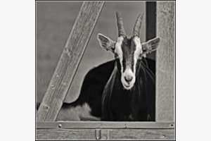 ..noch nie eine Geiss gesehen ?