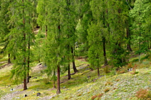Grüne Aussicht