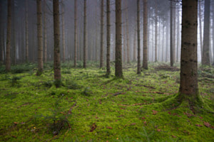 Nebel