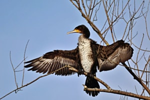 Kormoran
